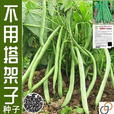 无架四季豆种子早熟高产豆角种籽蔬菜孑盆栽菜豆地豆不搭架扁豆种