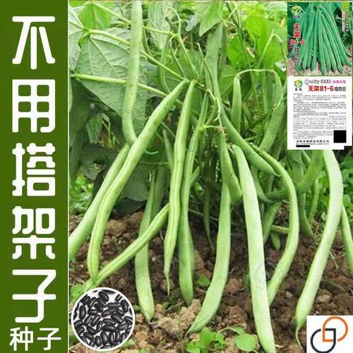 无架四季豆种子早熟高产豆角种籽蔬菜孑盆栽菜豆地豆不搭架扁豆种