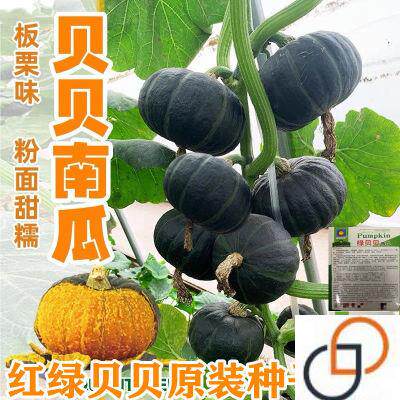 迷你小绿贝贝南瓜种子高产日本进口板栗香甜四季蔬菜苗春秋种籽