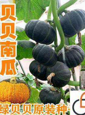 迷你小绿贝贝南瓜种子高产日本进口板栗香甜四季蔬菜苗春秋种籽