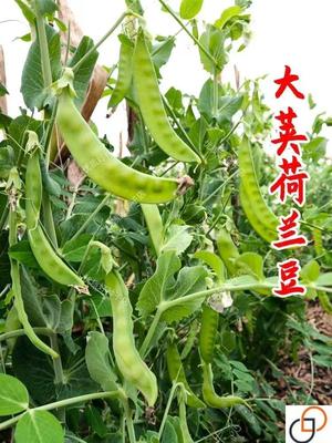正宗荷兰豆种种子矮生双荚耐寒不搭架高产软荚菜豌豆籽春秋蔬菜种