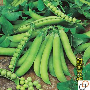 台湾珍奇甜脆豌豆种子农家四季种植长寿豌豆仁甜豆蔬菜籽 豆荚籽