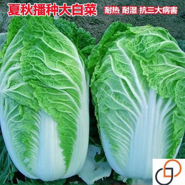 抗热大白菜种子夏季秋季耐湿耐热夏阳白50天结球白菜种籽蔬菜种子