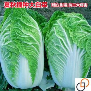 抗热大白菜种子夏季秋季耐湿耐热夏阳白50天结球白菜种籽蔬菜种子