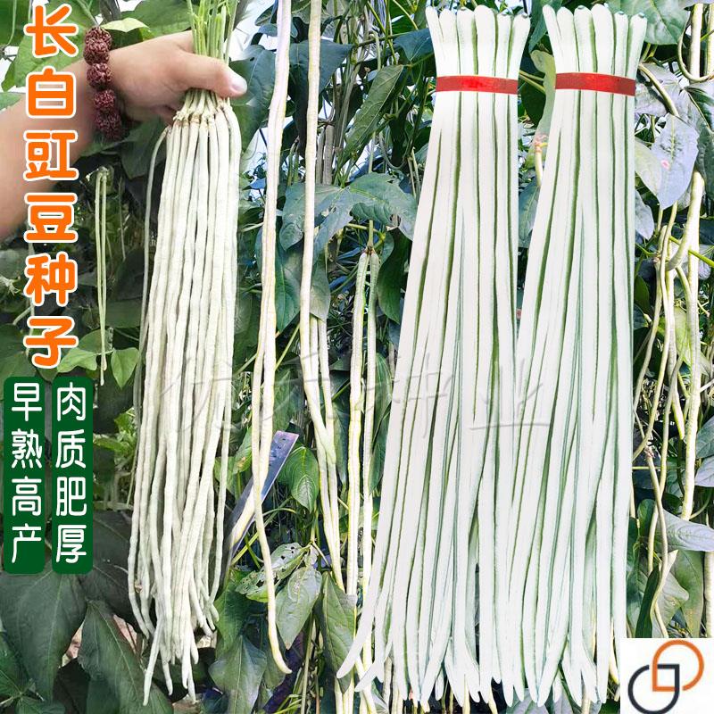 白条长豆角种子白豇豆种籽春秋四季搭架豆籽农家早熟高产蔬菜种孑