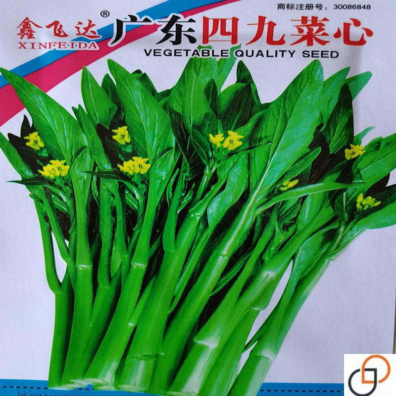 四季甜菜心种子粗条油青甜菜心种子青菜蔬菜种子速生菜苔甜心菜种