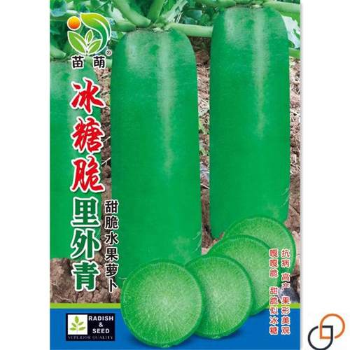 冰糖脆沙窝水果萝卜种子可生吃脆甜绿萝卜种子四季易播种蔬菜种子