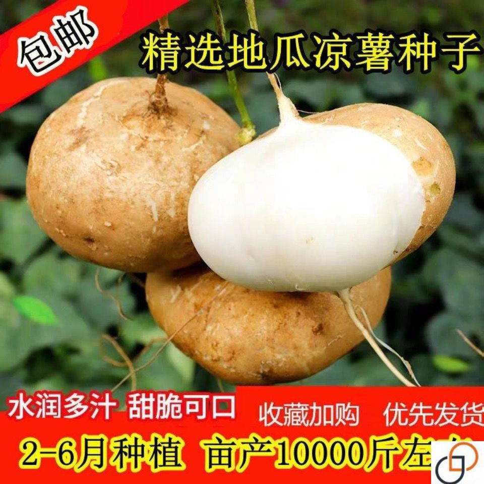 牧马山地瓜凉茹种子早熟地瓜 水果地瓜 沙葛凉薯土瓜种籽蔬菜种子