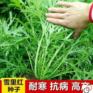 雪里红种子细叶雪里蕻农家雪菜籽春不老蔬菜种子排菜花叶秋季正宗