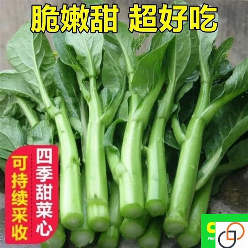 25天四季甜菜心种子盆栽田园春季秋季冬季佳品绿蔬菜苔广东油青种