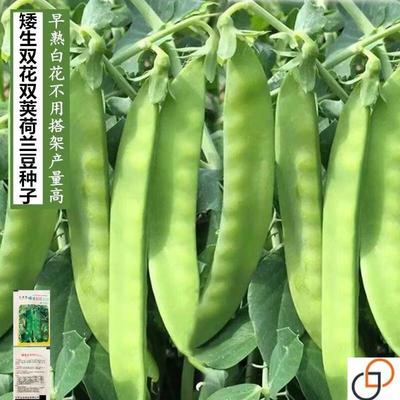 矮生双荚荷兰豆种子耐冬耐冻不搭架高产白花软荚菜豌豆春秋蔬菜籽