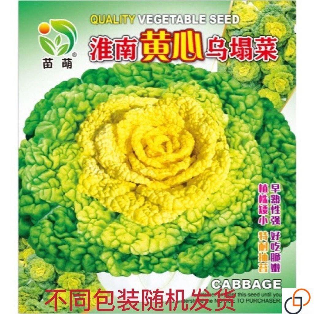 心塌乌菜种子种耐寒黄心菜种籽CJZ菊花心菜籽黄种易黄金乌蔬菜种