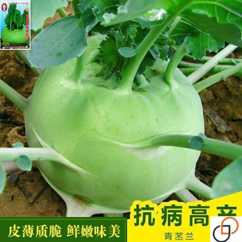 四季水果苤兰种子农科院蔬菜良种翠玉青苤蓝菜球皮兰蔬菜种子