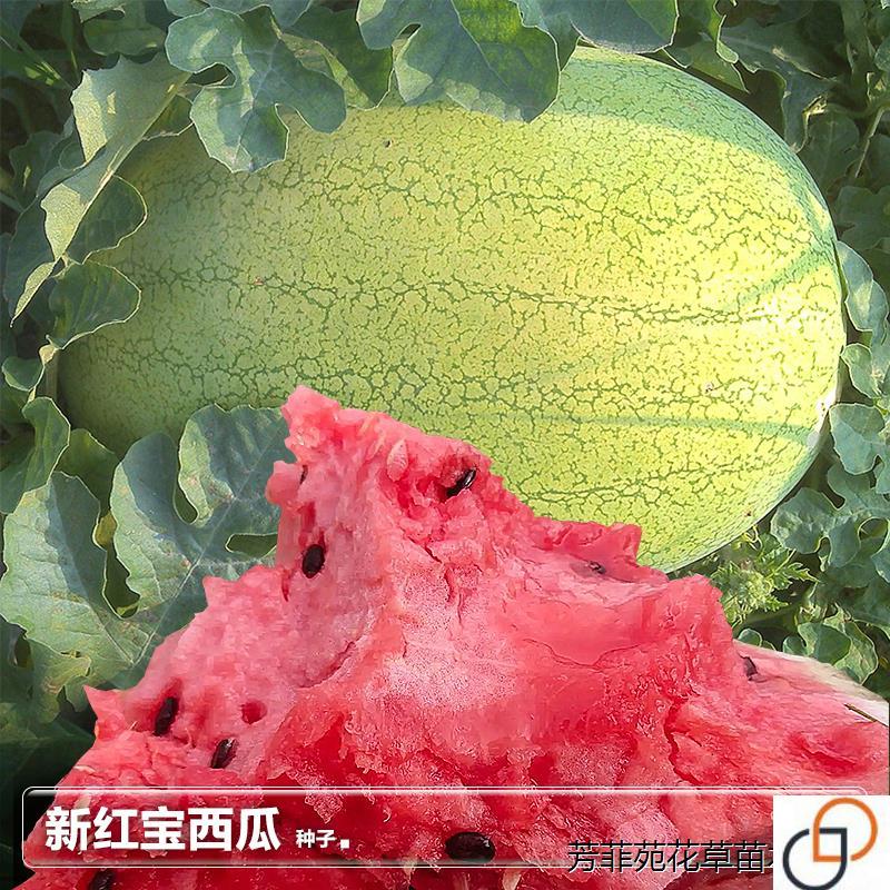 懒人秋西瓜种籽子大西瓜种子夏季盆栽四季蔬菜籽水果疏菜种孑大全