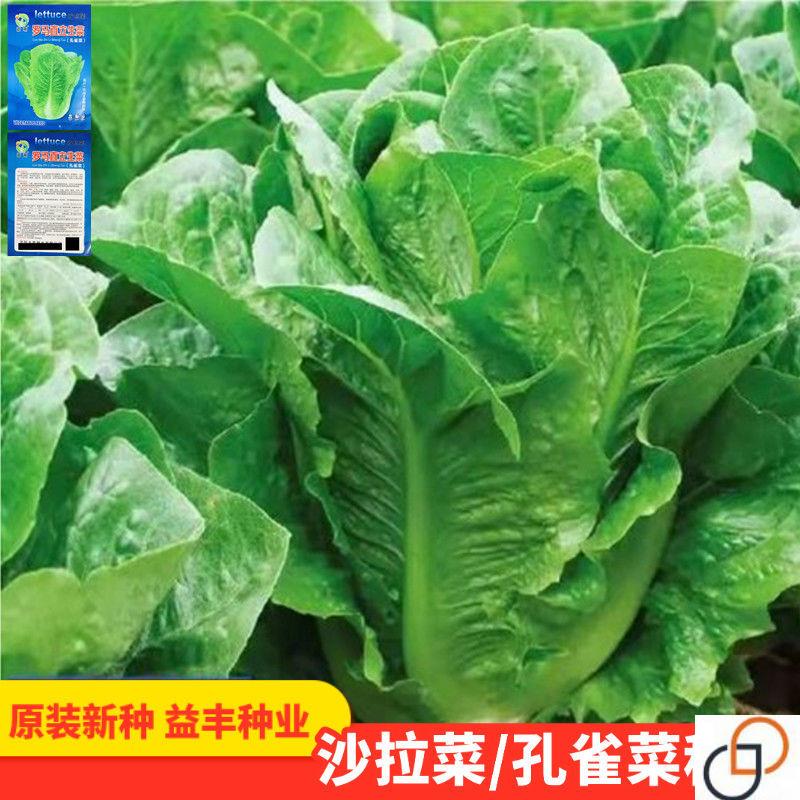 孔雀菜种子沙拉生菜四季阳台盆栽地栽蔬菜种子可生吃营养直立生菜