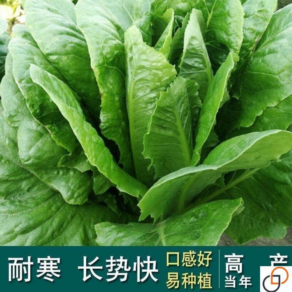 紫孔雀菜种子欧美沙拉包心生菜种籽四季种植高钙营养养颜蔬菜种子