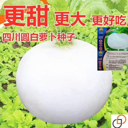 圆白萝卜种子春秋四季蔬菜种籽春不老萝卜特大超甜水果萝卜种子