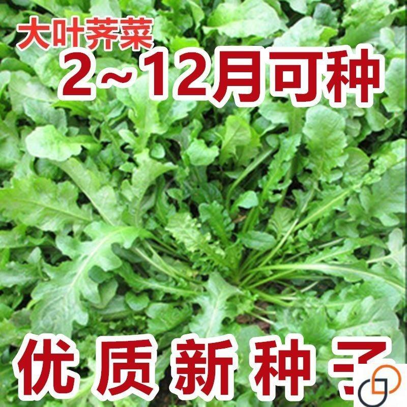 荠菜种子大全农家四季大叶春野菜种籽食用盆栽荠荠菜种籽孑青菜籽