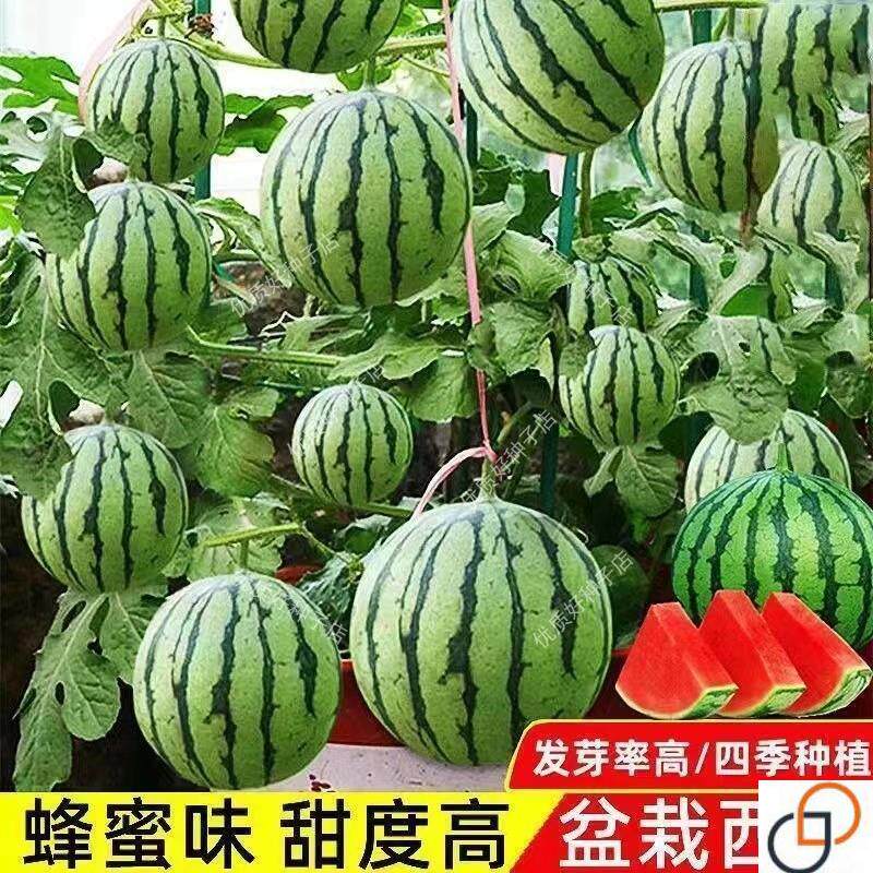 新品盆栽蜂蜜小西瓜种籽薄皮少籽红瓤西瓜阳台水果种籽高产四季播