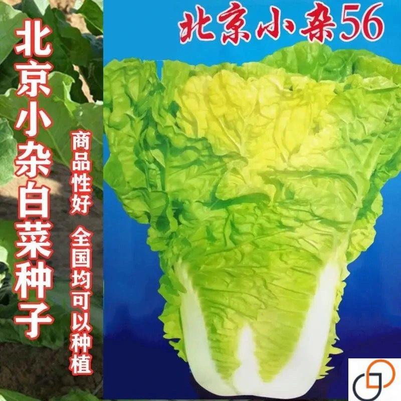 北京小杂56早熟黄心大白菜种籽春夏秋包心白菜种高产抗病蔬菜种子