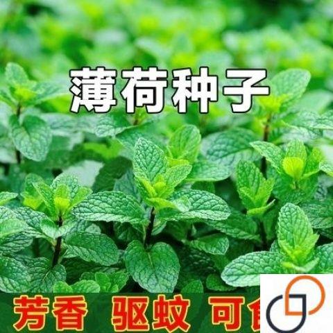 薄荷种子籽盆栽可食用薄荷子种猫薄荷种孑留兰香食用薄荷种子阳台