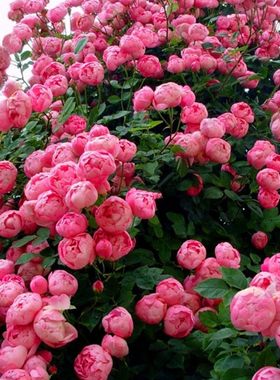 藤本月季花苗爬藤植物庭院大花