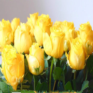 金枝玉叶小苗 无刺切花月季 盆栽花苗阳台庭院多季节丰花灌木玫瑰