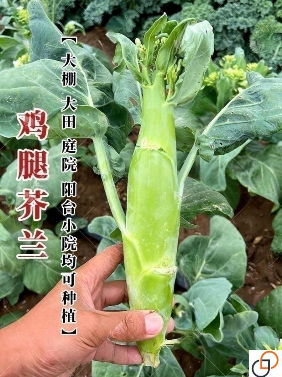 鸡腿芥兰种子甜脆粗条芥兰芥蓝菜种籽阳台春秋季菜种蔬菜种子大全