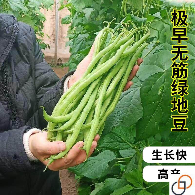 极早无筋绿地豆种子四季豆种籽蔬菜种孑春秋季田园农家高产油豆