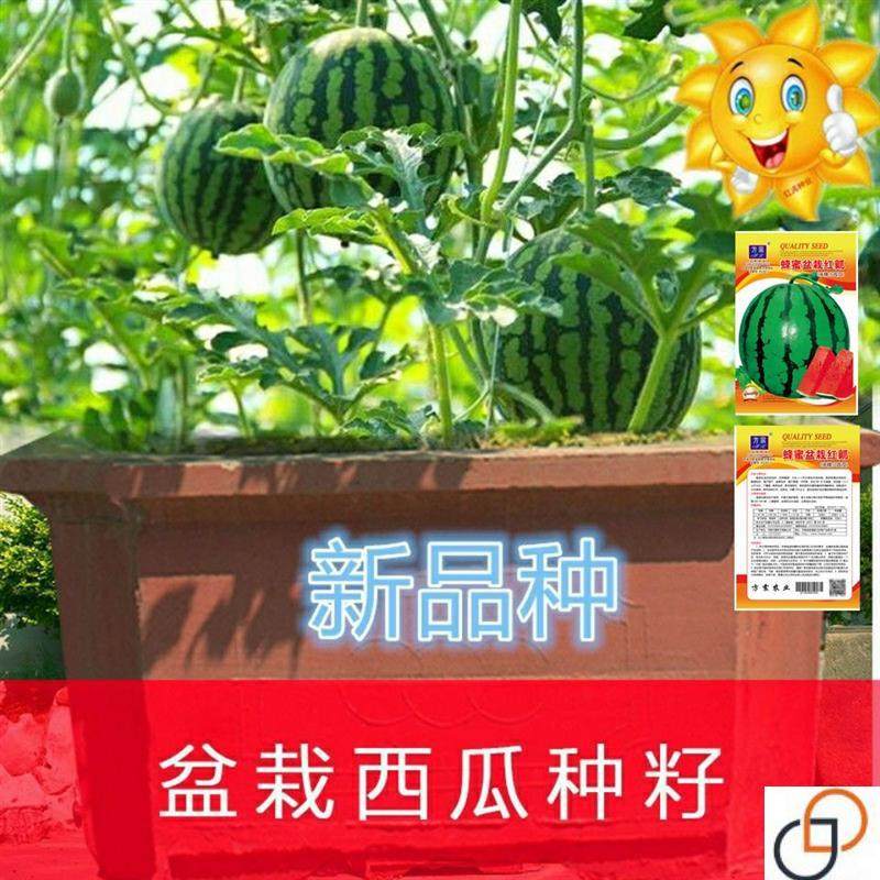 盆栽小西瓜种子四季播种庭院阳台高产甜王玲珑小西瓜蔬菜水果种籽
