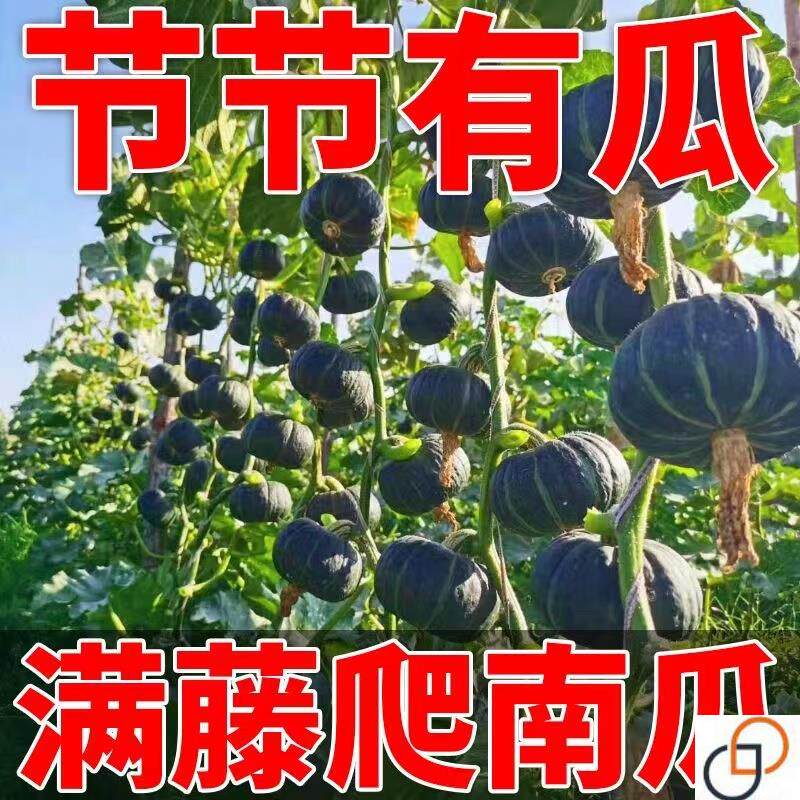 贝贝南瓜种子板栗味粉糯香甜小贝贝南瓜子春秋季庭院种植蔬菜种子