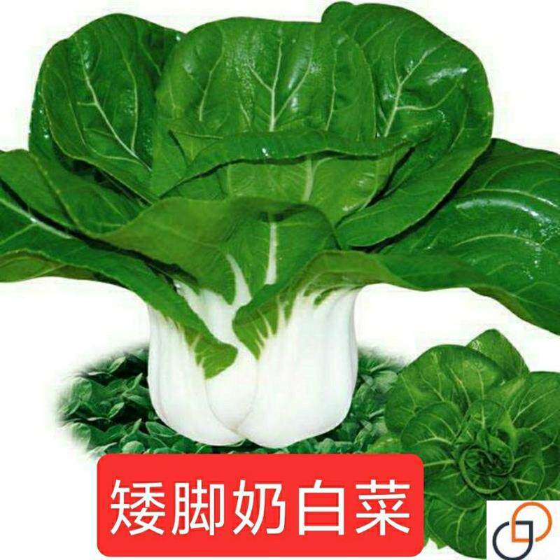 矮脚奶白菜种子四季小白菜奶油白菜阳台蔬菜四季菜种子蔬菜种子