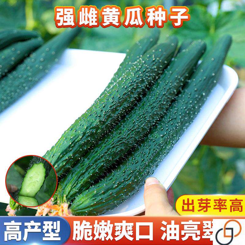 强雌黄瓜种子绿瓤绿心肉青瓜高产水果黄瓜种籽大全阳台蔬菜种孑苗