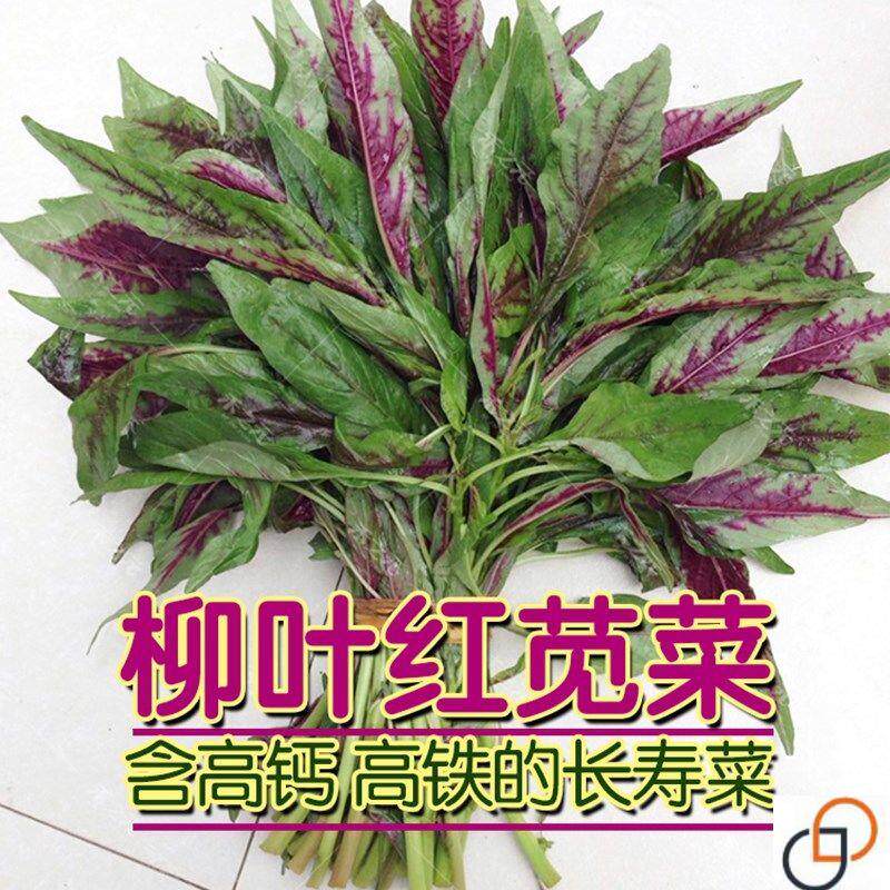 柳叶红苋菜种子细叶汗汉菜种籽春夏秋季农家蔬菜野菜青菜种孑四季