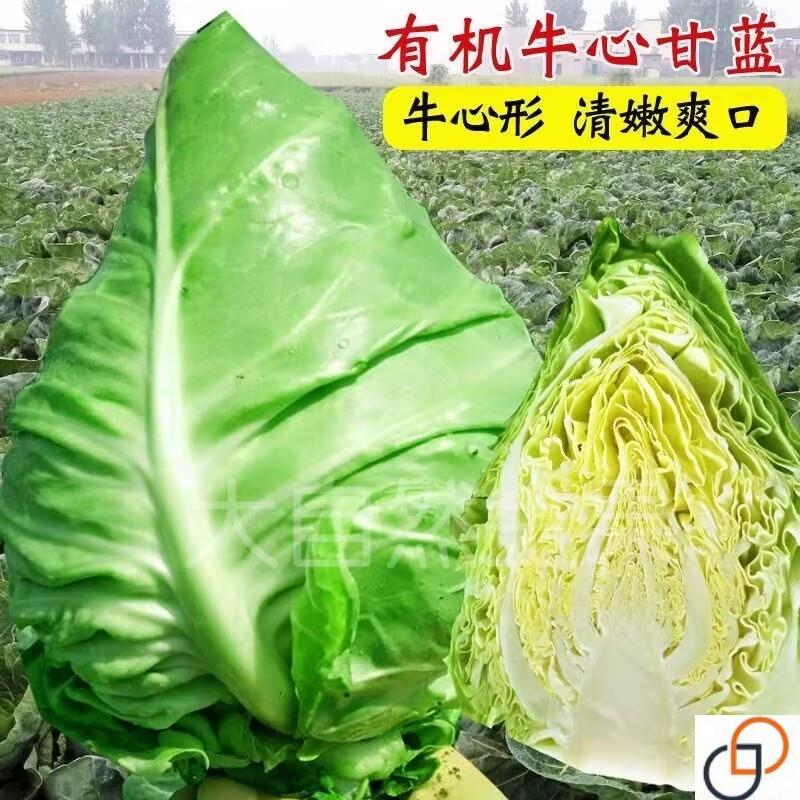 牛心甘蓝种子四季尖头包心菜牛心菜卷心菜特大包菜春秋播蔬菜种子