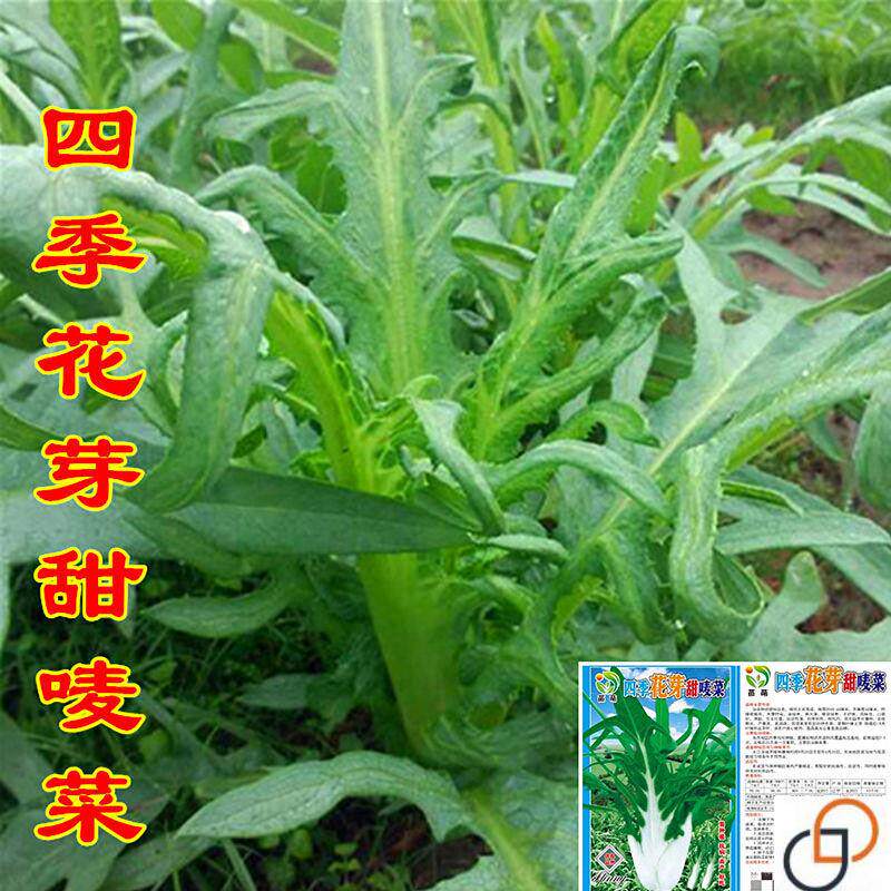 四季花芽甜麦菜种子高产易种花叶开丫苦麻菜阳台盆栽蔬菜苦唛菜籽