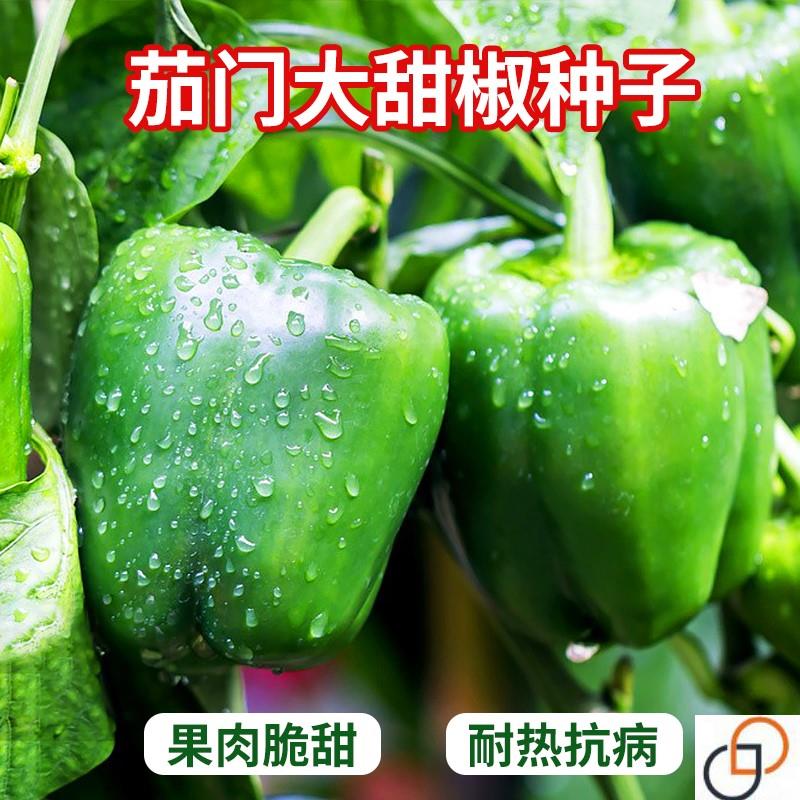 茄门甜椒春季播种甜辣椒种子菜椒种籽大肉厚田园四季蔬菜种籽种孑