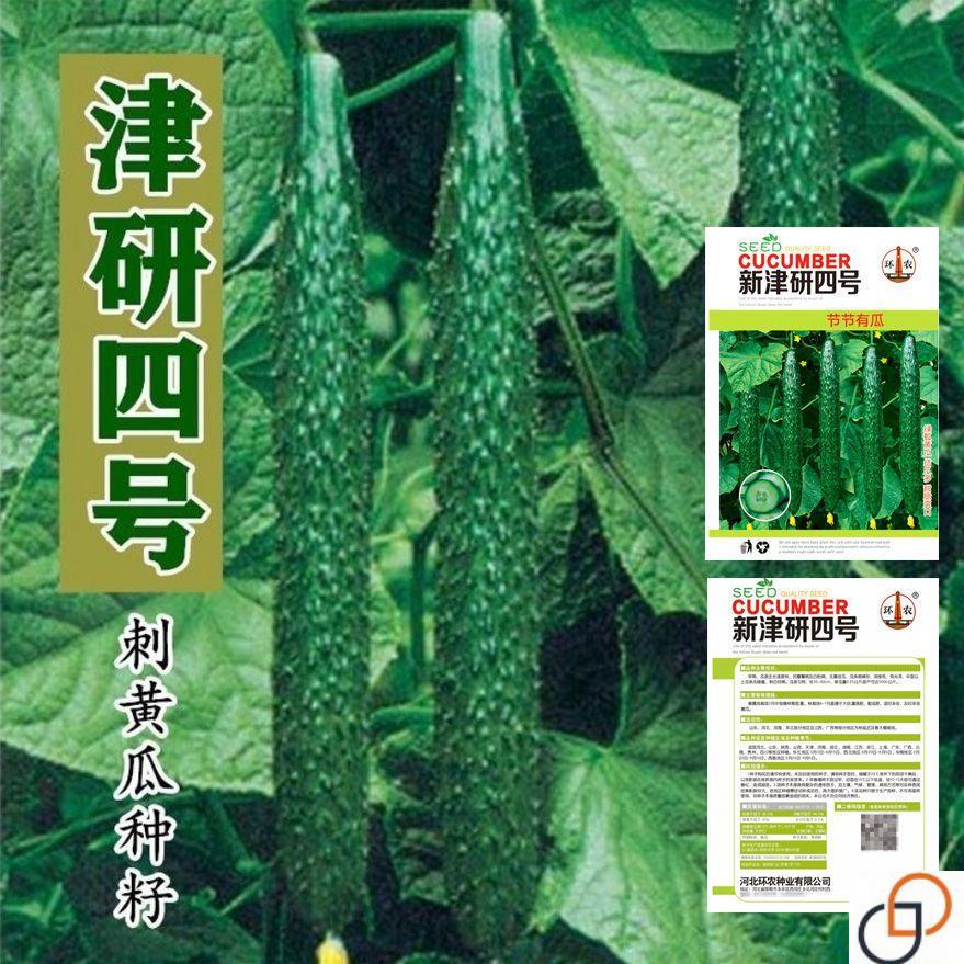 津研四号刺黄瓜种子四季播种蔬菜水果黄瓜种子庭院阳台盆栽青瓜籽