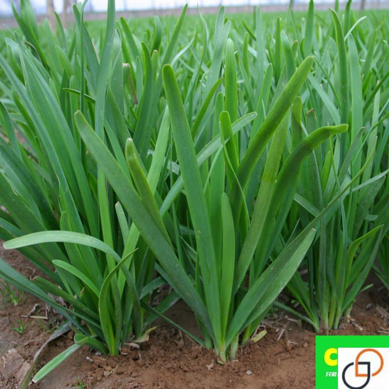 好润青791韭菜种籽大田861不枯苗白根宽叶春季露天蔬菜种子孑