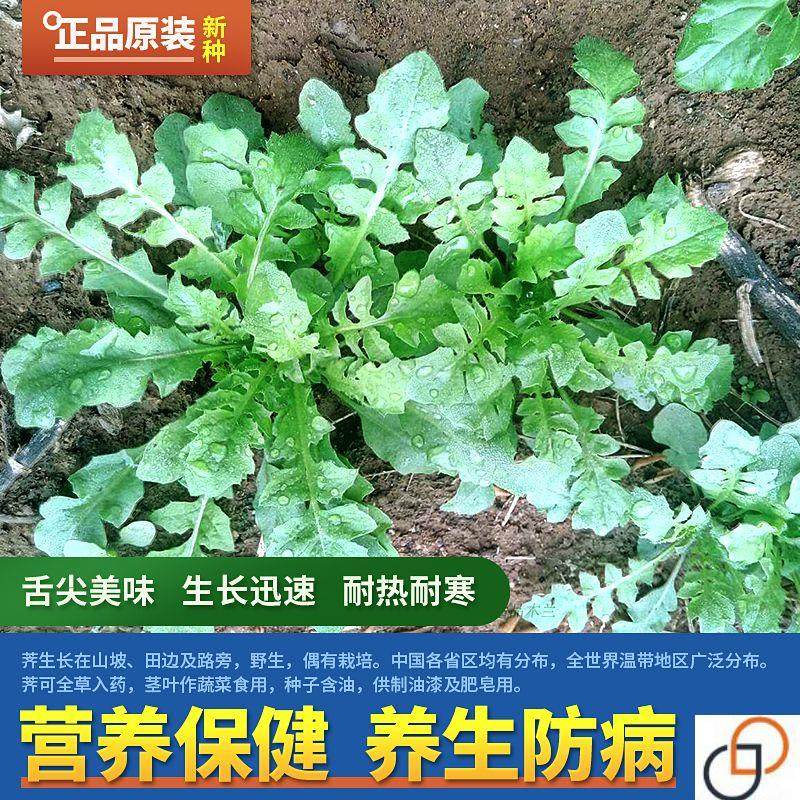 荠荠菜种子农家四季大叶春野菜种籽食用盆栽荠菜种孑青菜籽秋冬播,鲜花速递/花卉仿真/绿植园艺,家庭园艺种子,淘宝优惠券,粉丝福利购,淘宝优惠卷