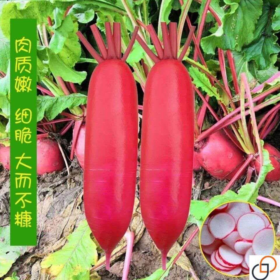 【原装高产】水萝卜种子红皮白肉萝卜种籽早熟脆甜四季播蔬菜种子