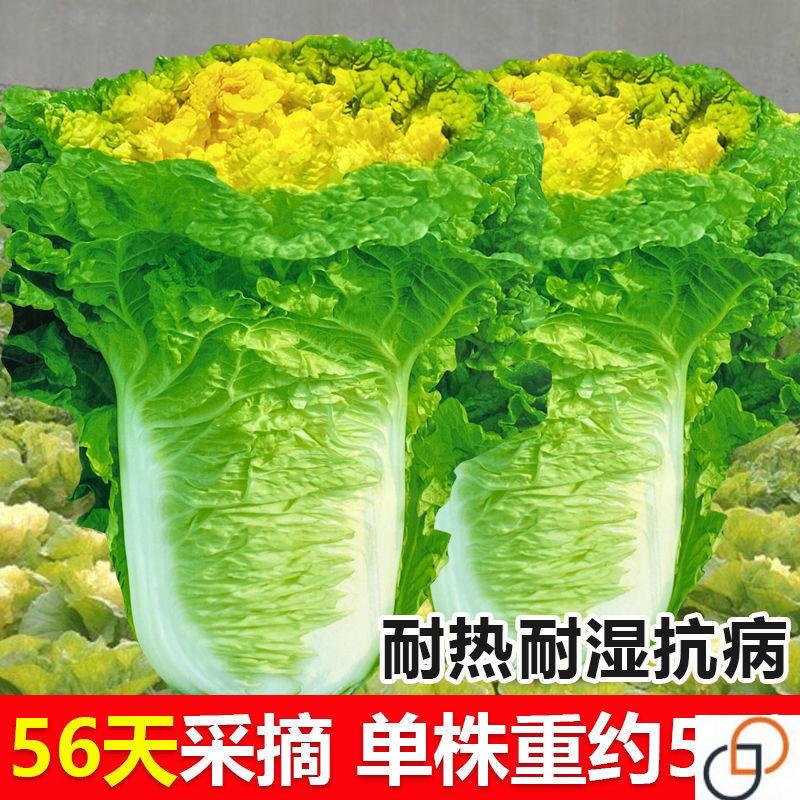 北京小杂56早熟黄心大白菜种籽春夏秋包心白菜种高产抗病蔬菜种子