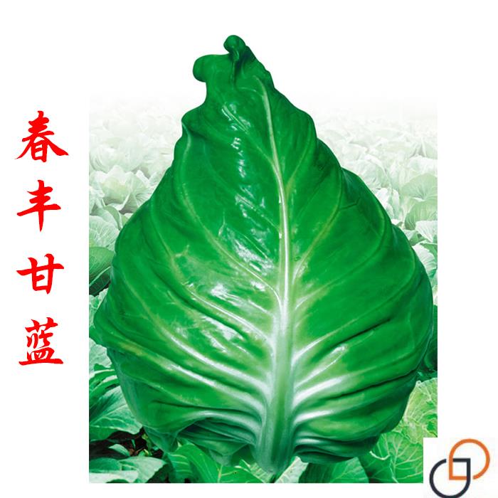 春丰甘蓝种子种籽苗牛心四季包菜包心菜秧苗卷心菜春季蔬菜孑