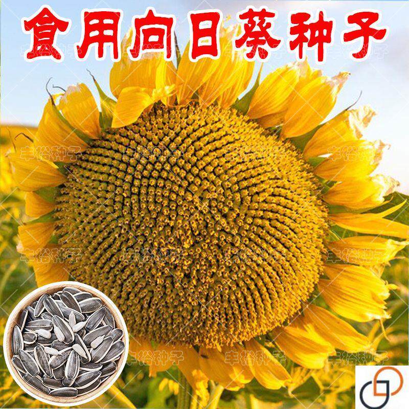 大型食用向日葵种子高产瓜子种子大粒饱满葵花籽阳台庭院大田种植