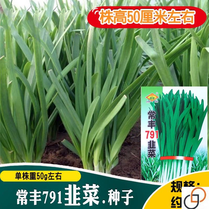 韭菜种子 791大叶香韭菜籽耐热耐寒夏秋四季阳台盆栽田园蔬菜种孑