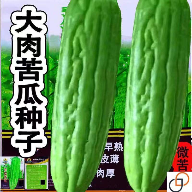 油绿苦瓜种子高产大肉苦瓜种籽春秋易种南北方庭院农家蔬菜种子