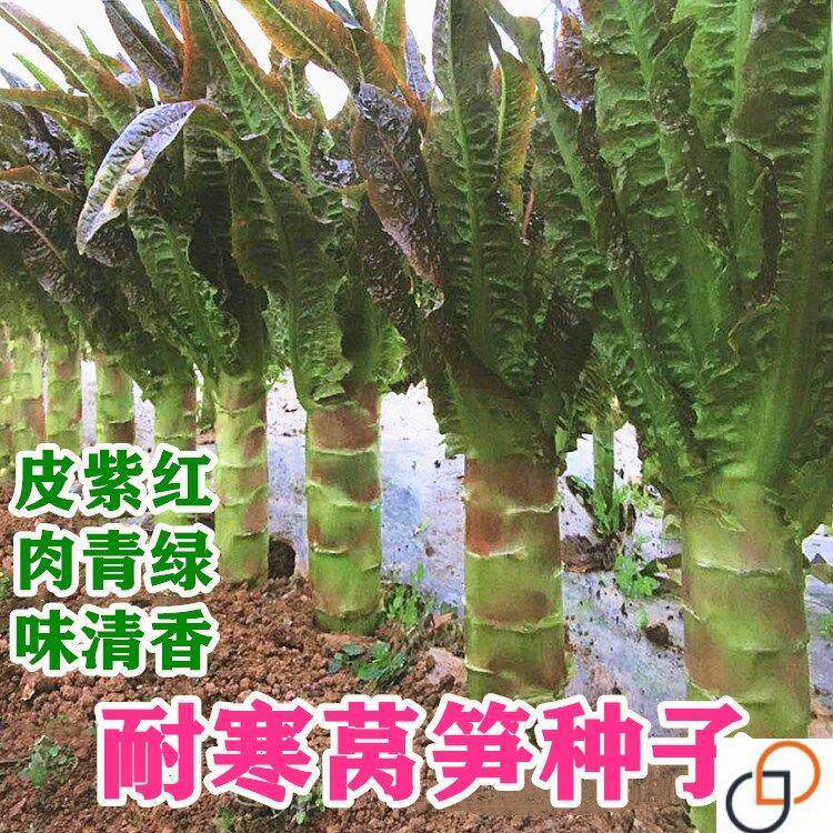 莴苣种子莴笋种籽四季阳台种孑耐热农家蔬菜籽四季白尖叶莴笋种子