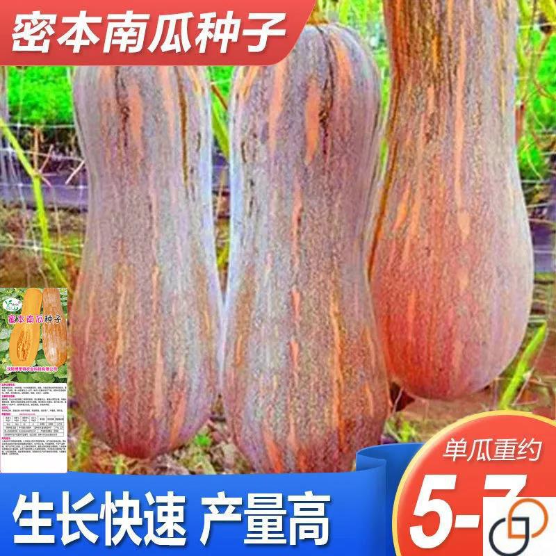 早熟高产蜜本南瓜种子超甜粉面早栗甜南瓜耐贮运四季大田蔬菜种籽