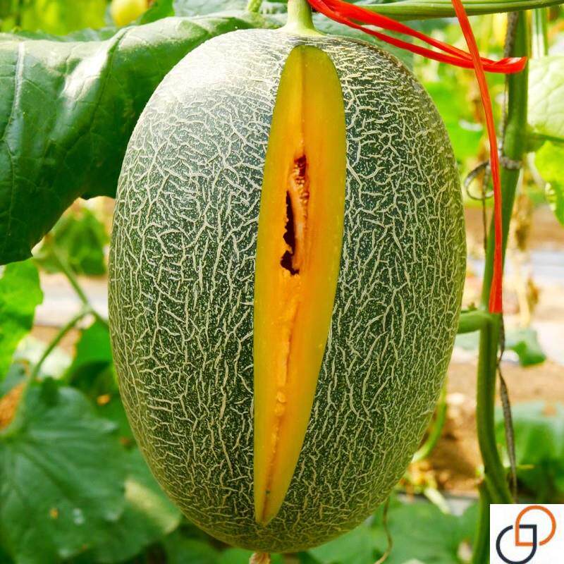 网纹甜瓜新疆哈密瓜种子秧苗超甜四季香瓜春季种籽孑南方种植瓜种
