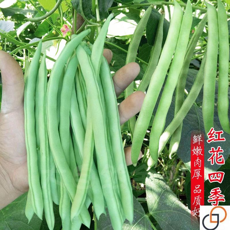 四季豆角种子无筋菜豆角种籽四季播早熟架芸豆种阳台盆栽蔬菜种孑